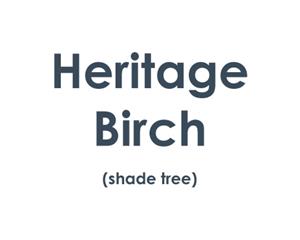 Heritage Birch