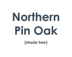 Northern Pin Oak