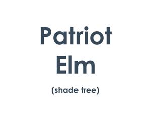 Patriot Elm