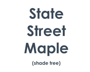 State Street Maple