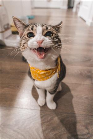 Cat smiling