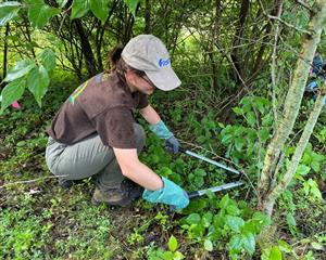 Volunteer crouching down using clippers to cut invasive plant
