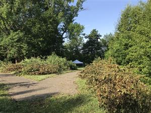 Brush Piles of Invasive Pear Staged Along Side of Path for Chipping