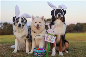 Three dogs wearing easter bunny ears and standing behind an easter basket and sign saying "Happy Easter"