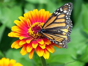 Photo of a monarch butterfly sitting on an orange and yellow flower.
