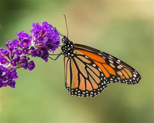 Photo of a monarch butterfly sitting on a purple flower.
