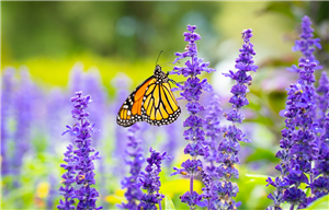 An image of a monarch butterfly sitting among purple flowers.