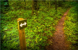 A directional arrow sign on a wooded trail.