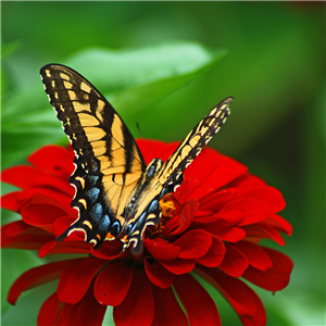 A monarch butterfly sitting on a Red Flower