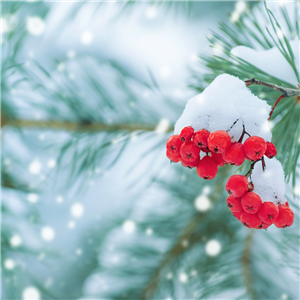 A close up photo of a snowy pine tree branch with two clusters of red berries covered in snow