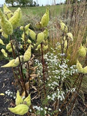 Photograph of a milkweed plant with seedpods and small white flowers