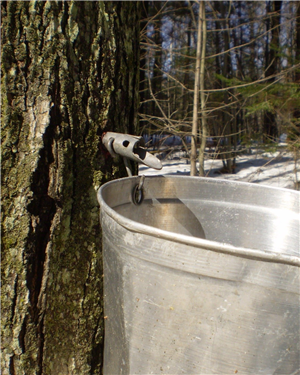 Tree with a tap and silver bucket